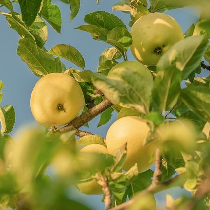 An apple tree in a home orchard