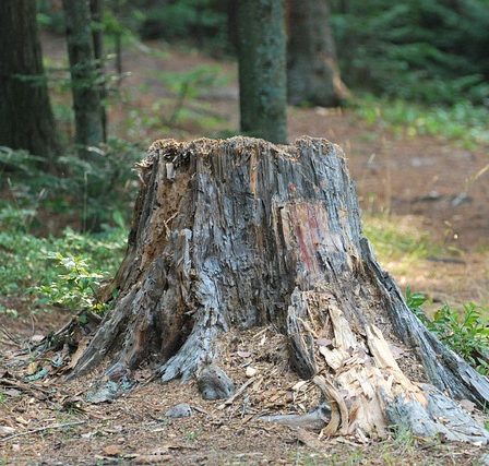 A stump that needs to be ground