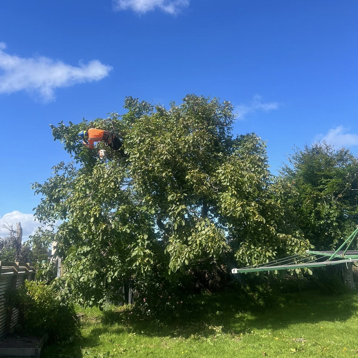 Arborist pruning a tree