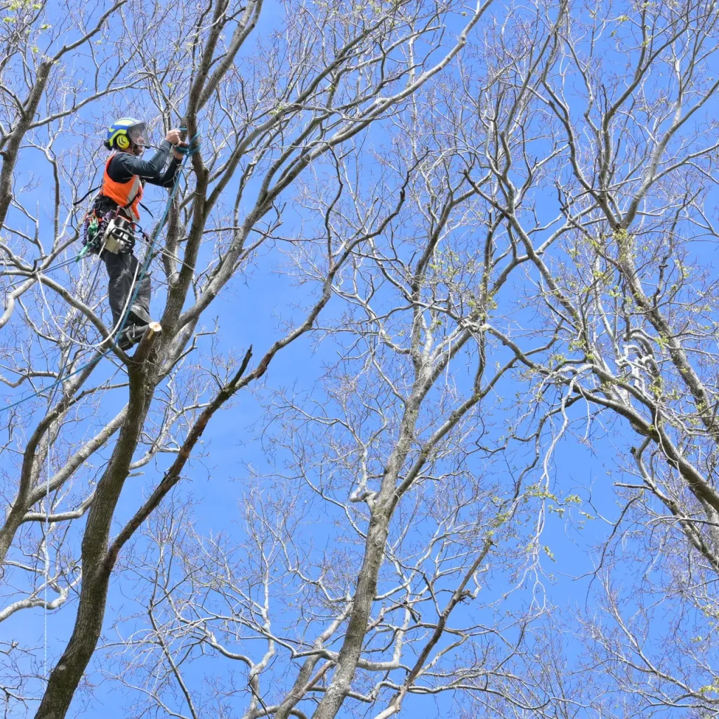 Arborist pruning a tree