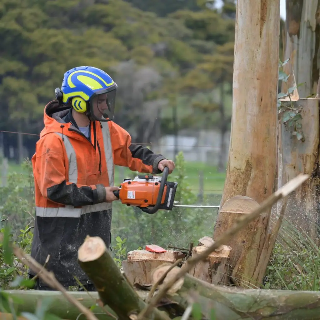 Arborist felling tree