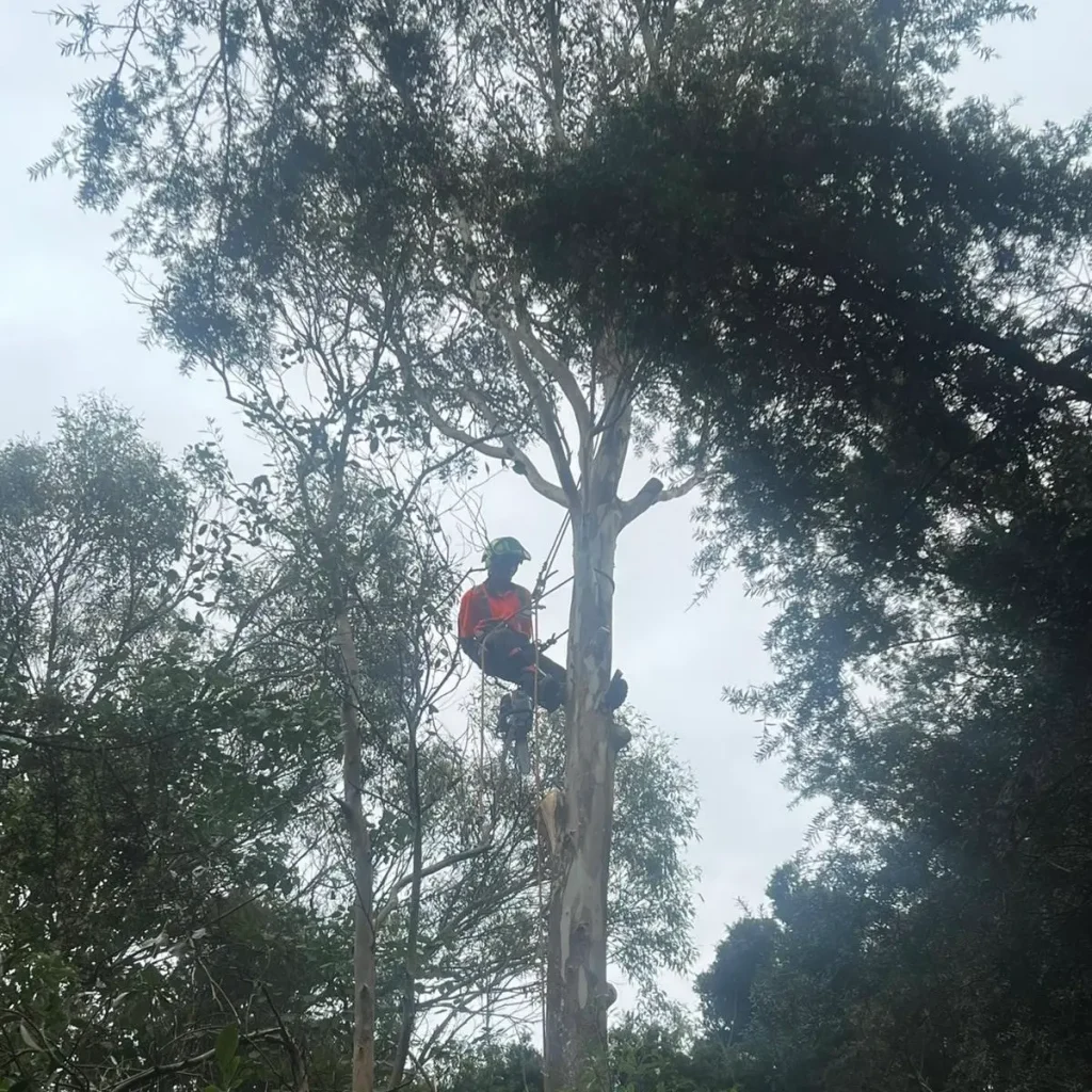 Tree removal Arborist removing a tree