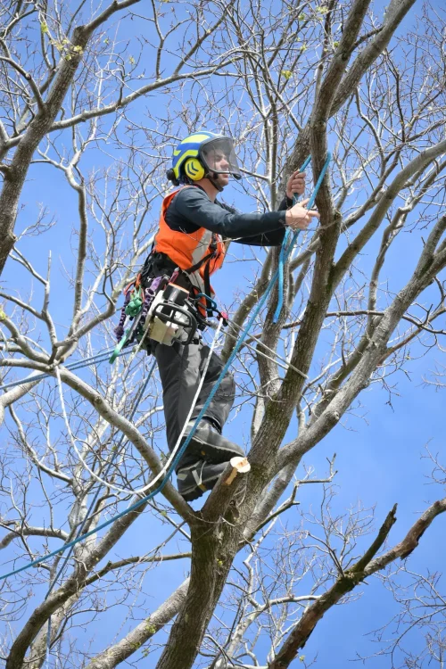 Arborist in tree
